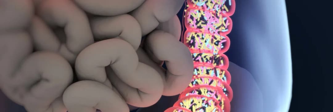 Przeszczep flory jelitowej: Jak wygląda i czy jest bezpieczny?