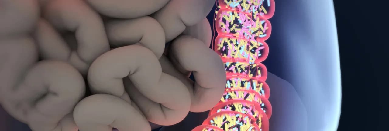 Przeszczep flory jelitowej: Jak wygląda i czy jest bezpieczny?