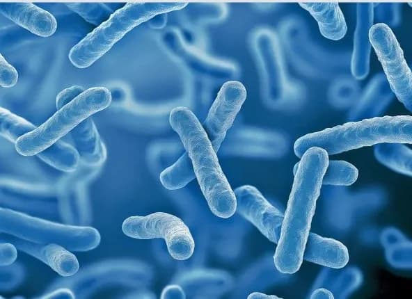 Probiotyk LGG: 7 zastosowań które cię zaskoczą