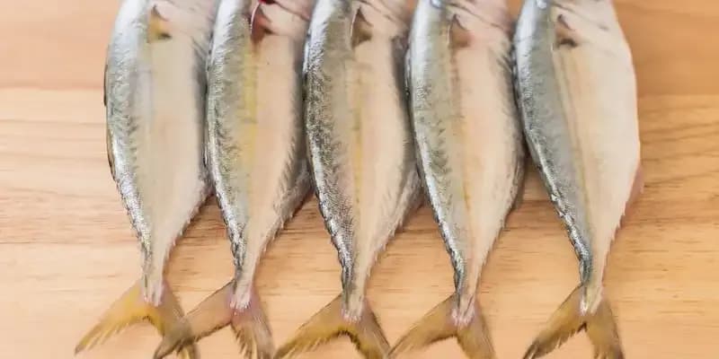 Ile kalorii ma makrela surowa, smażona i wędzona: pełne zestawienie