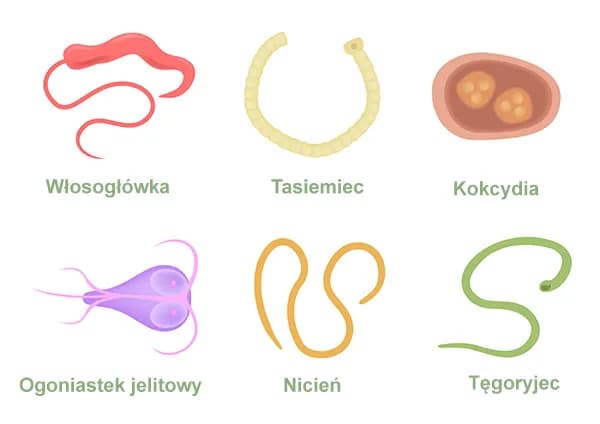 Pasożyty układu pokarmowego: 7 objawów które ignorujesz