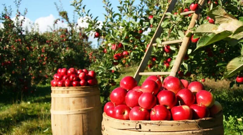Czy ocet jabłkowy leczy grzybicę pochwy? Fakty i mity
