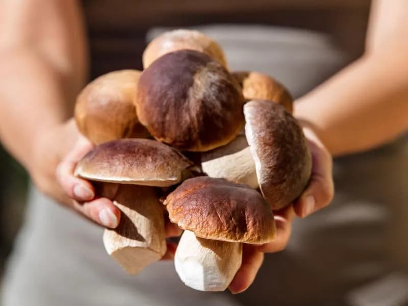Ile kalorii mają grzyby: wartości odżywcze i kaloryczność popularnych gatunków